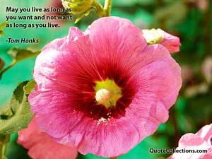 tom_hanks_quotes Quotes 2